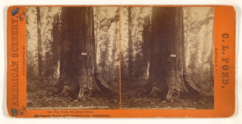 Big Tree, Old Republican. Mammoth Trees of Calaveras Co., California.