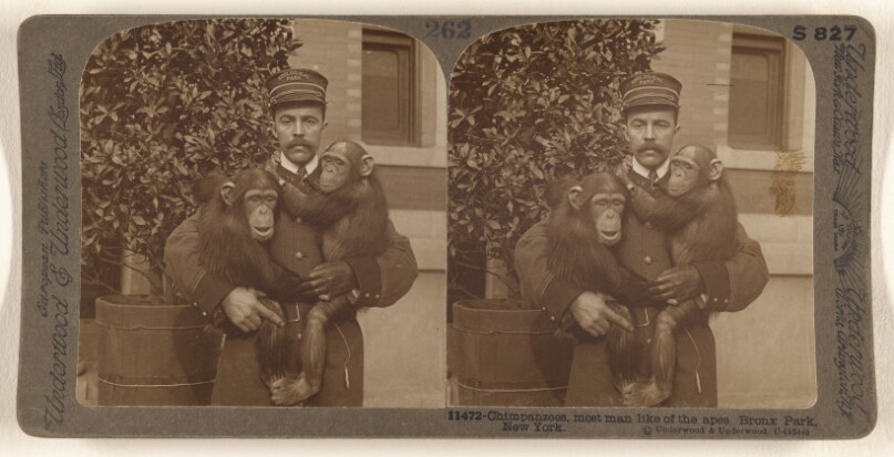 Chimpanzees, most man like of the apes Bronx Park, New York.