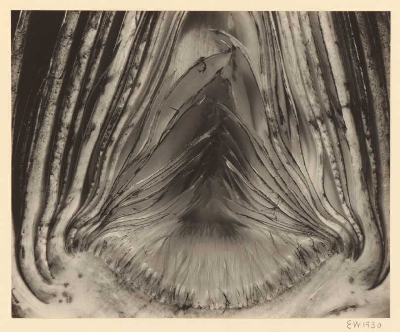 Artichoke (84.XP.912.1)
