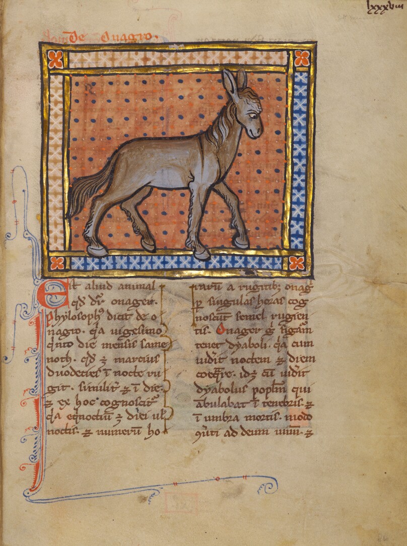 A Wild Donkey