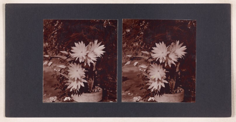 [Cactus in bloom]