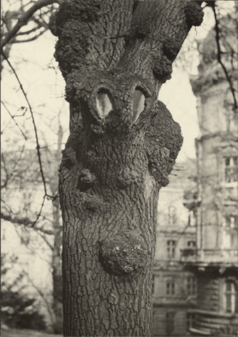 [Gnarled Tree Trunk]