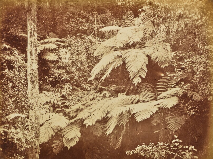 [Ferns]