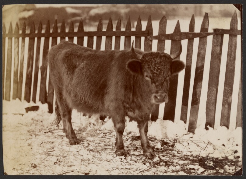 [Cow]