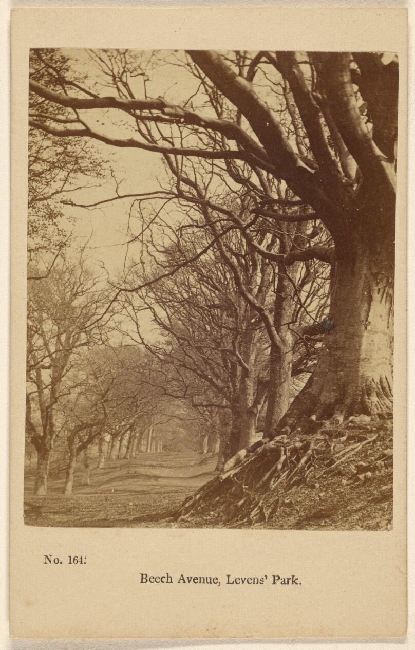 Beech Avenue, Levens' Park.