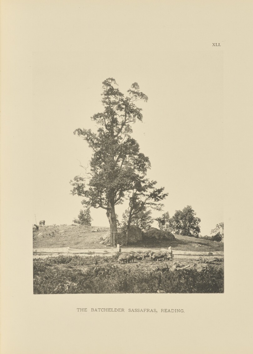 The Batchelder Sassafras, Reading