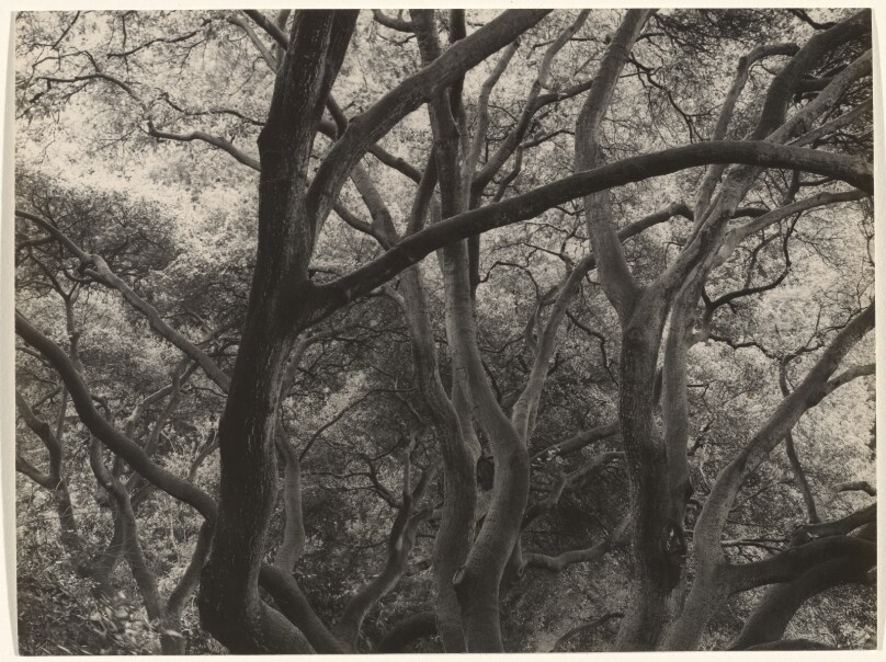 Oak Trees (from the dining room), Berkeley