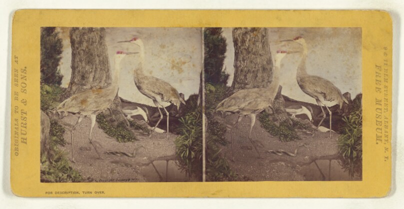 Class II, Order IV, Grallae. Family Gruidae. The Sand Hill Crane...
