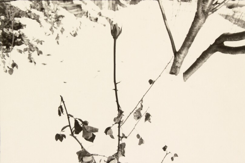 Untitled (Rose)