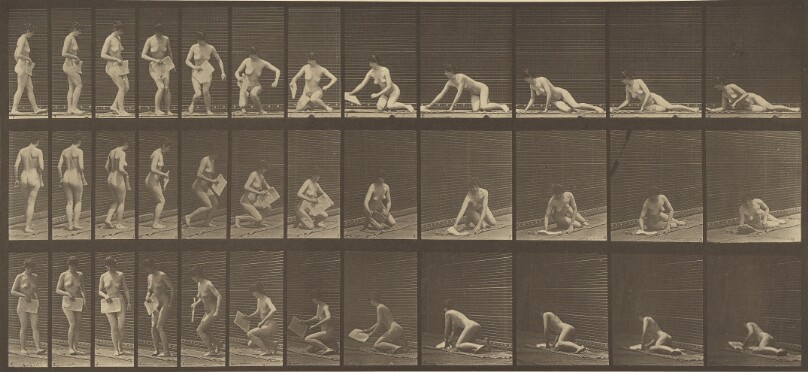 Animal Locomotion