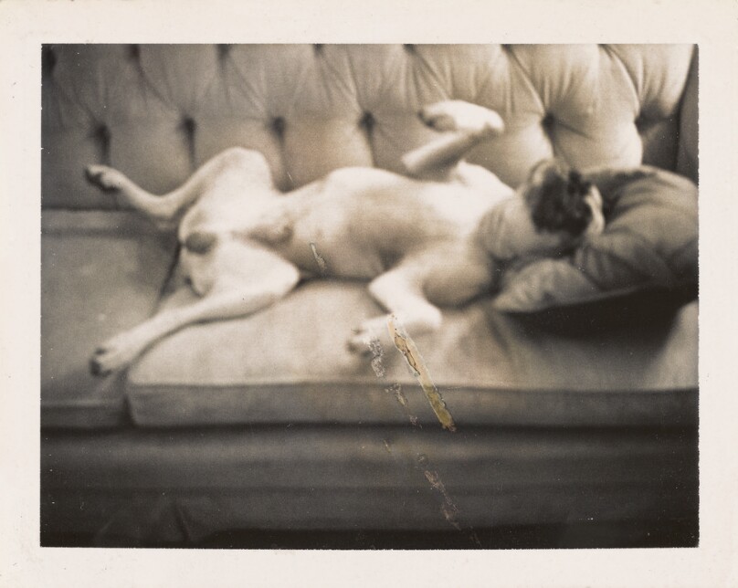 [Dog lying on couch]