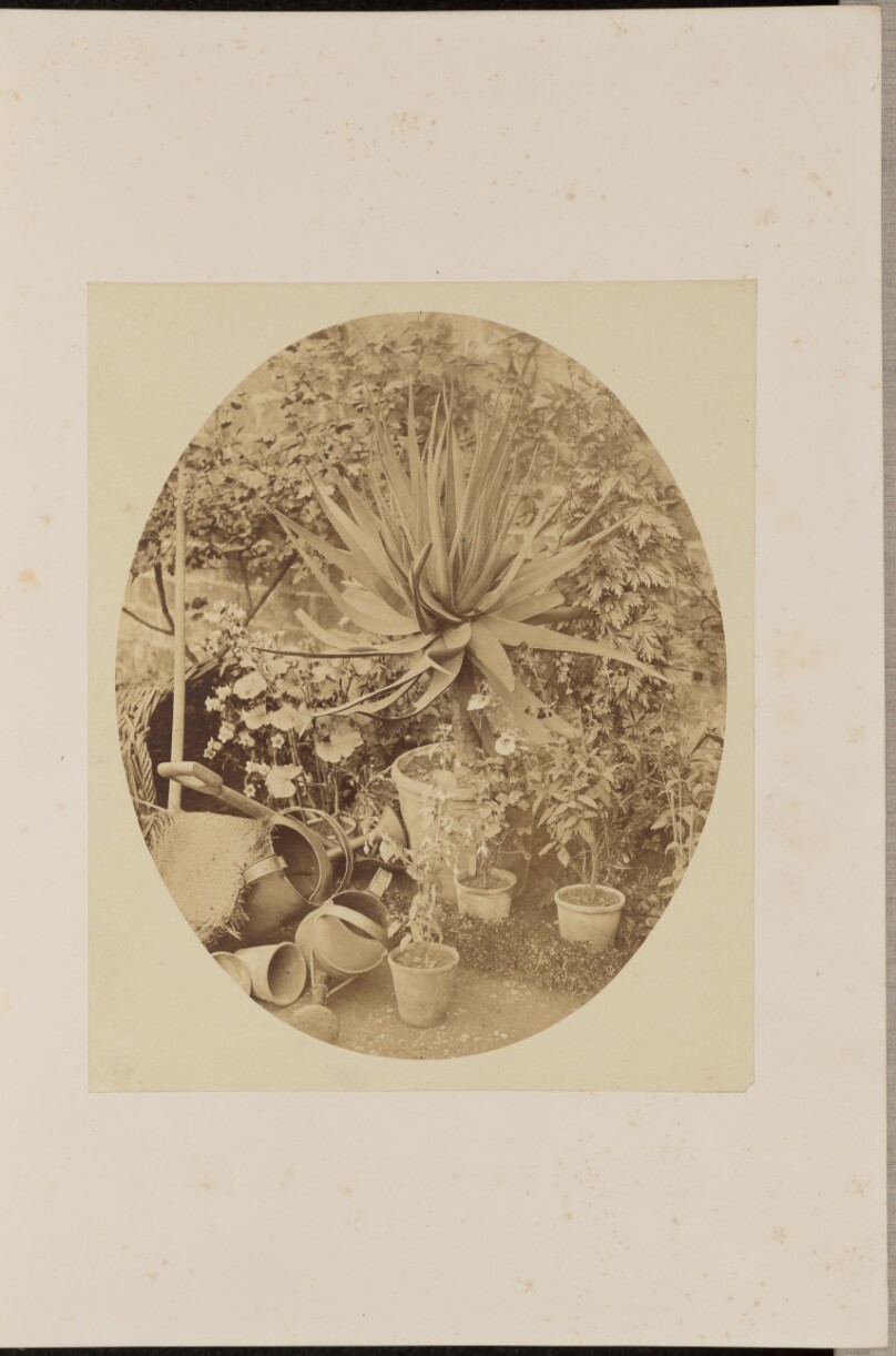 A Study of Plants