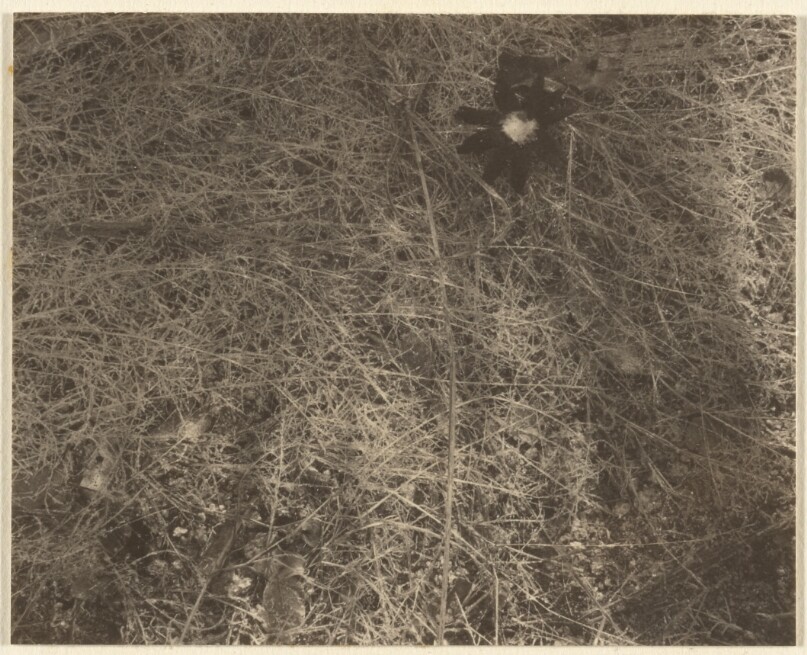 [Untitled Landscape]