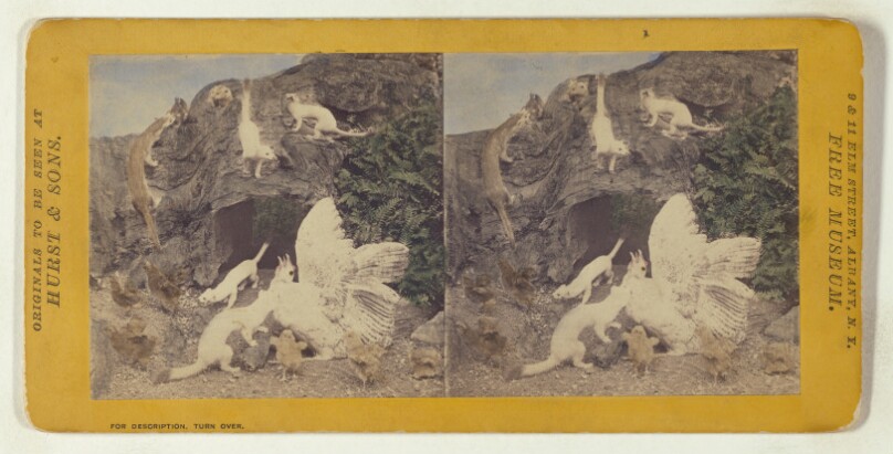 Class I, Order III, Carnivora. Family Mustelidae. New York Ermine...