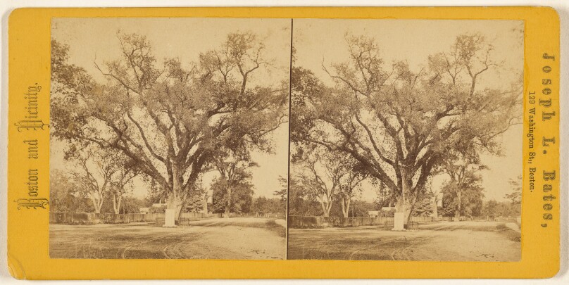 Washington Elm. [Boston, Mass.]