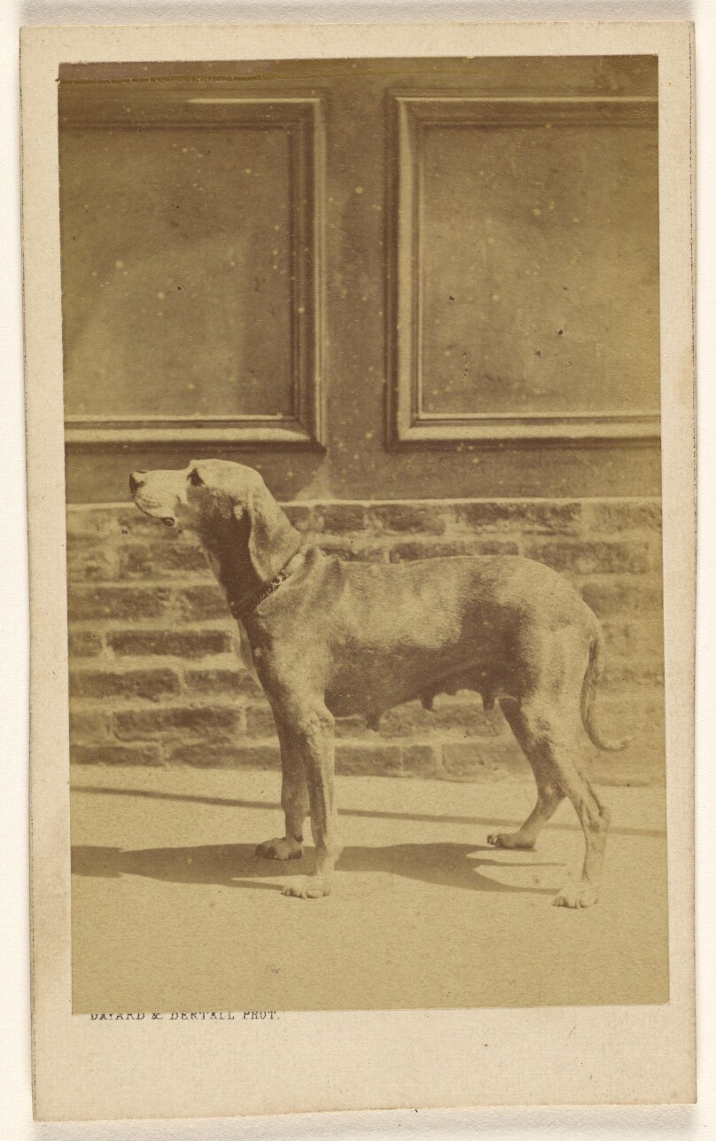 [Portrait of a Female Dog]