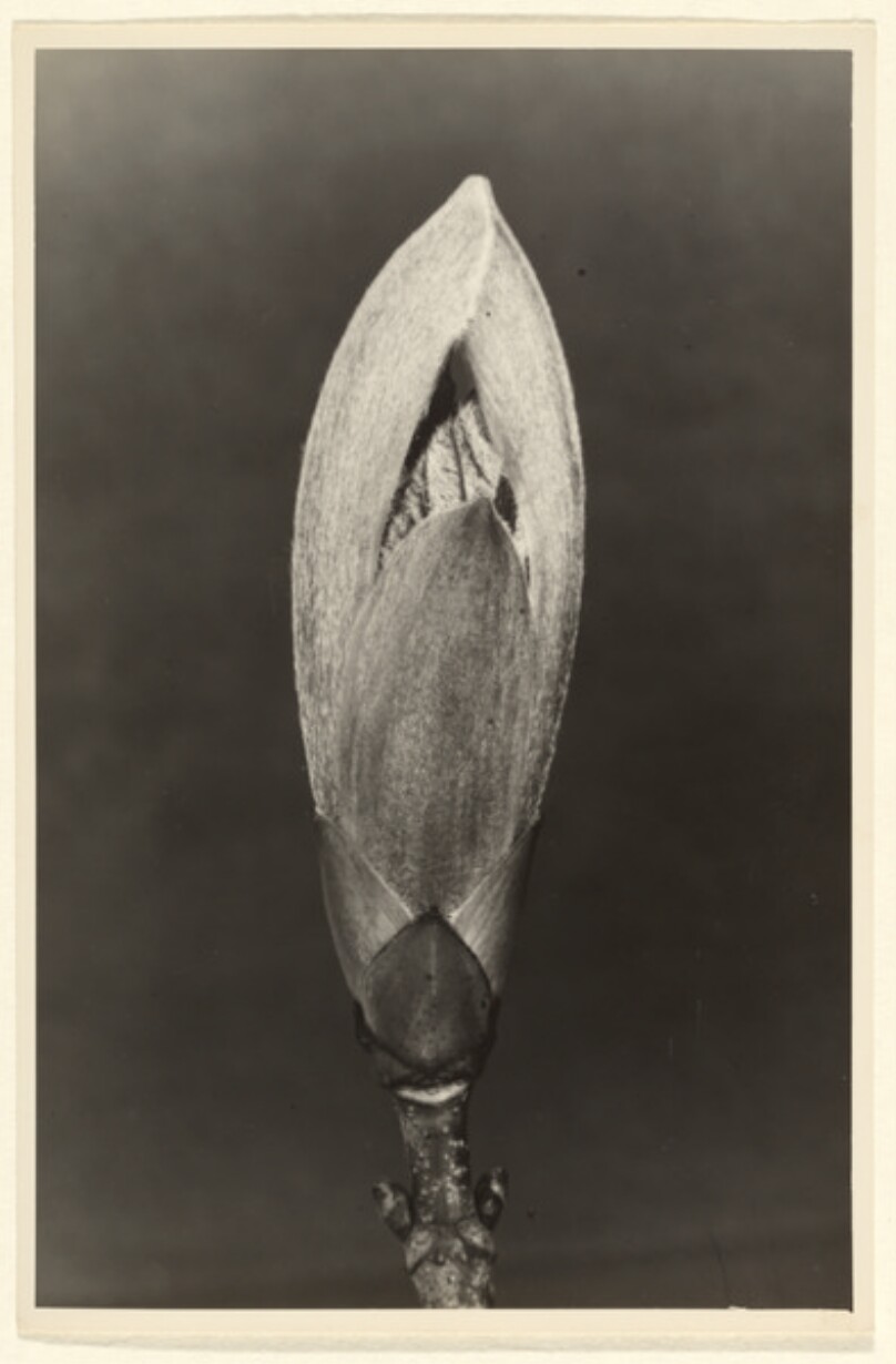 Aesculus hippocastanum, Roßkastanie, Blattknospe