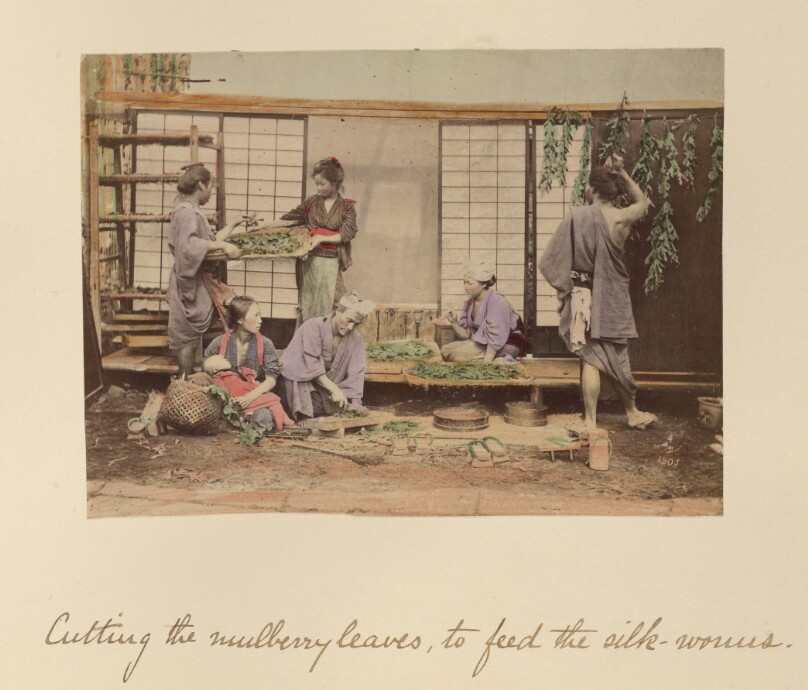 Cutting the Mulberry Leaves...