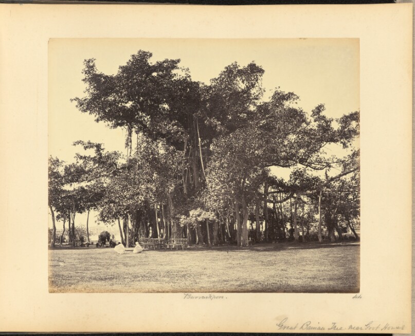 Great Banian Tree, near Government House