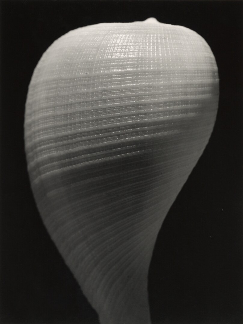 Shell (spiraling grid design)