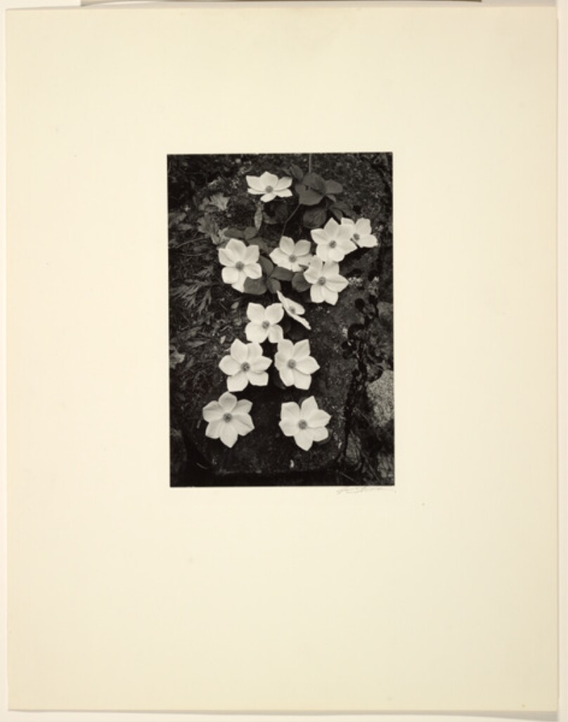 [Dogwood Blossoms, Yosemite National Park]