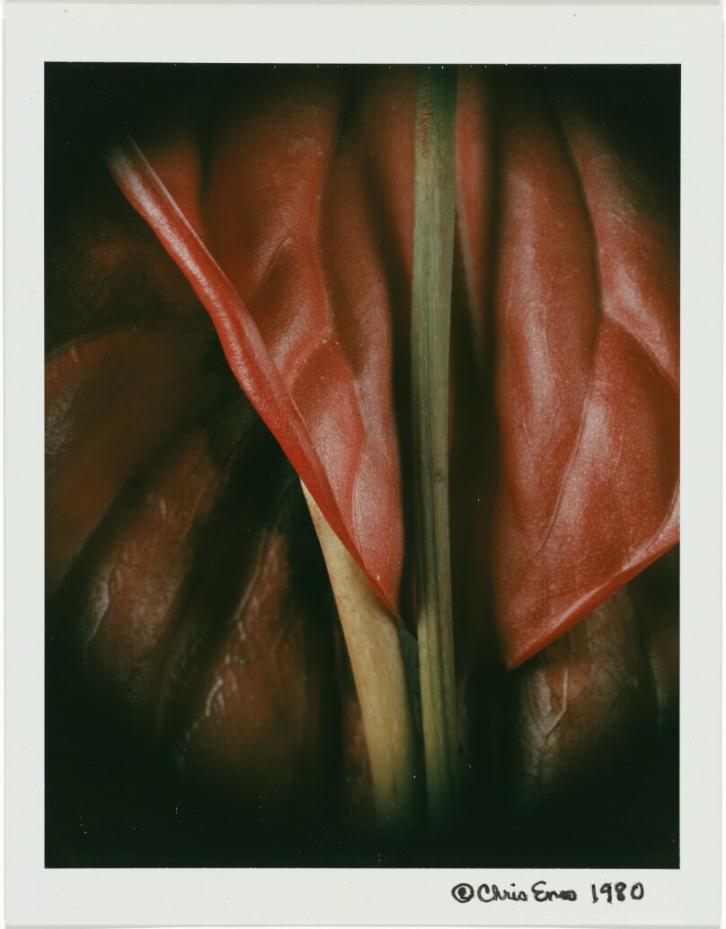 Untitled (Anthurium)