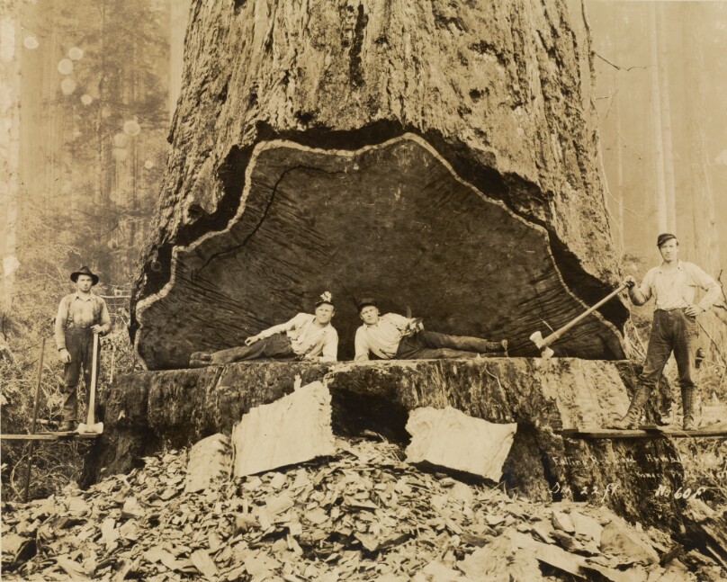 Falling Redwood, Humboldt County, California