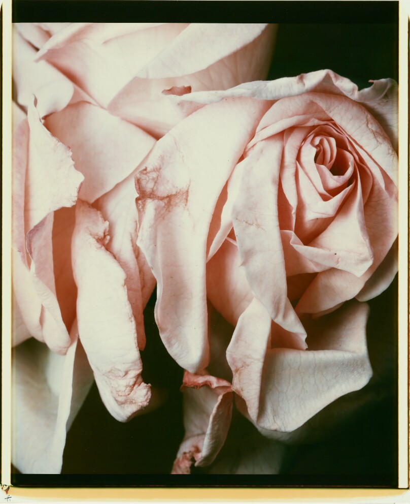 Untitled (Roses)