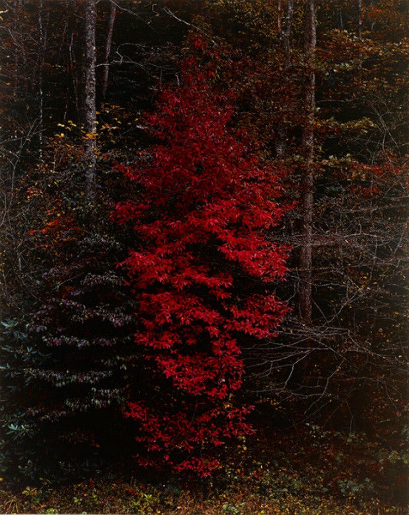 Red Tree near Cades Cove, Great Smoky Mountains National Park, Tennessee