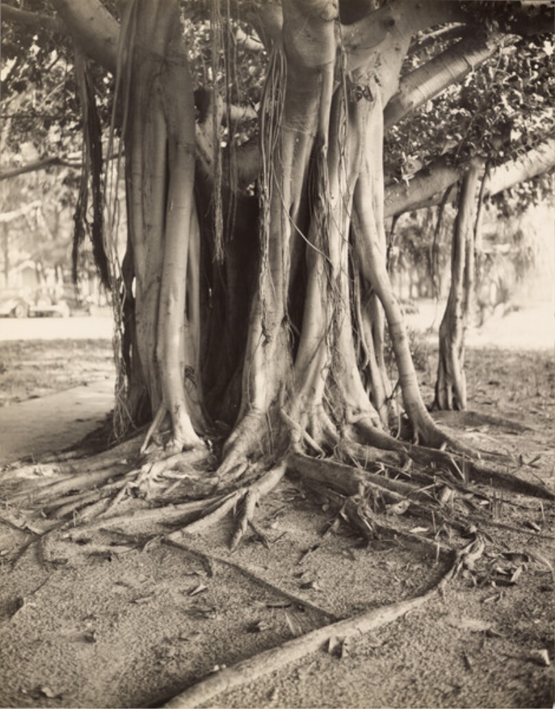 [Banyan Tree]