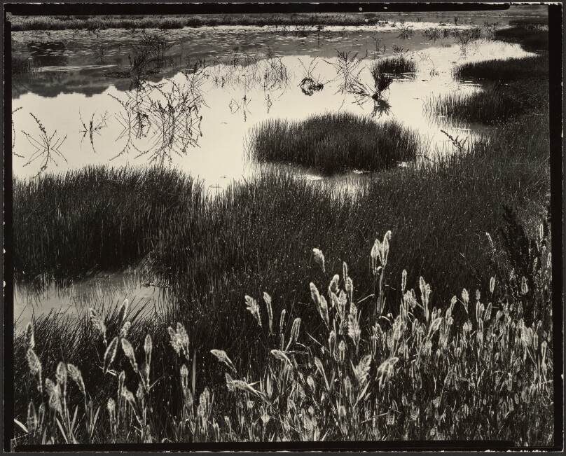 Marsh