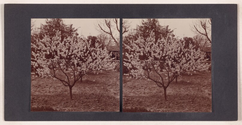 [Fruit tree in bloom]