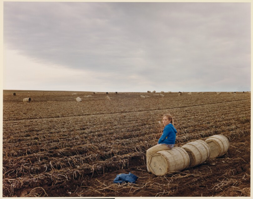 Potato Harvest, Aroostook County, Maine, October 1982
