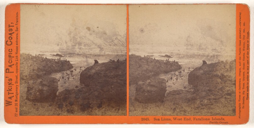 Sea Lions, West End, Farallone [sic] Islands, Pacific Ocean.