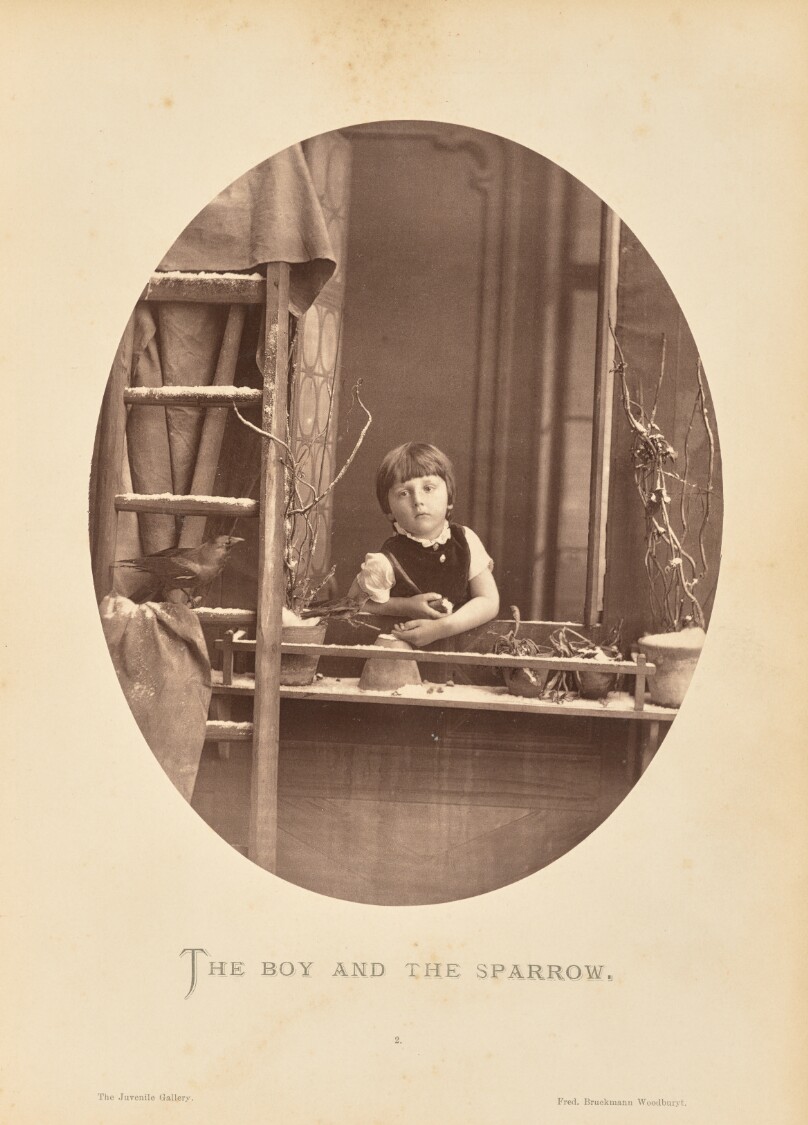 The boy and the sparrow