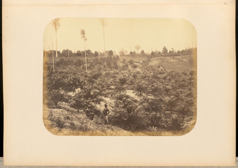 [Workers at a plantation]