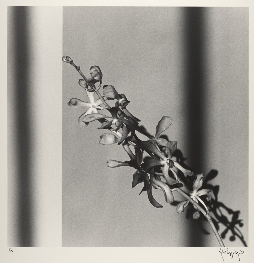Orchids