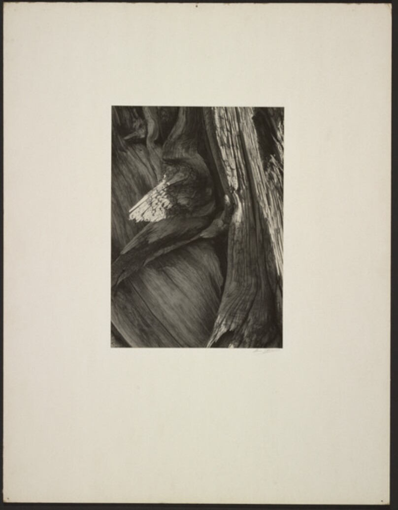[Detail, Juniper Wood, Sierra Nevada, California]