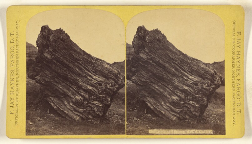 Petrified Stump, 9 ft. diameter.