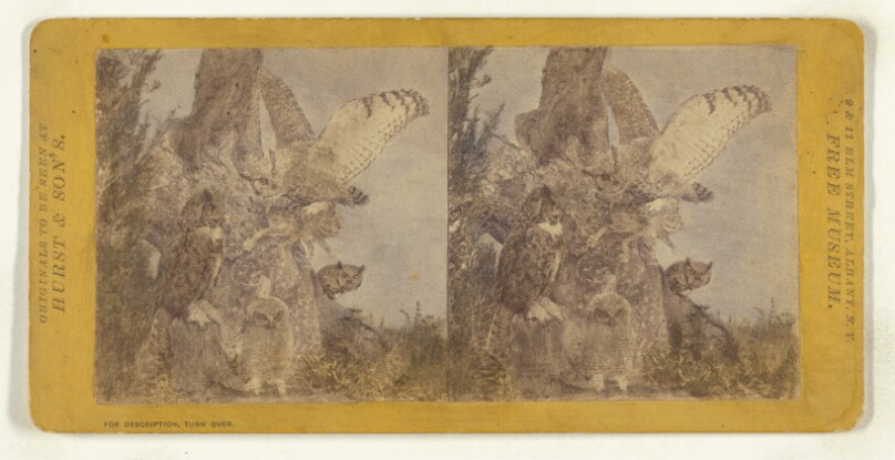 Class II, Order I, Accipitres. Family Strigidae. Great Horned Owl...