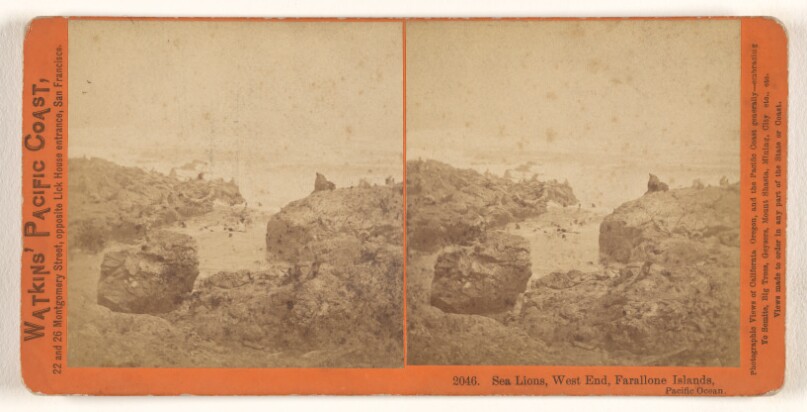 Sea Lions, West End, Farallone [sic] Islands, Pacific Ocean.