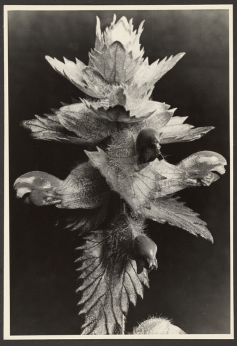 [Group of leaves]