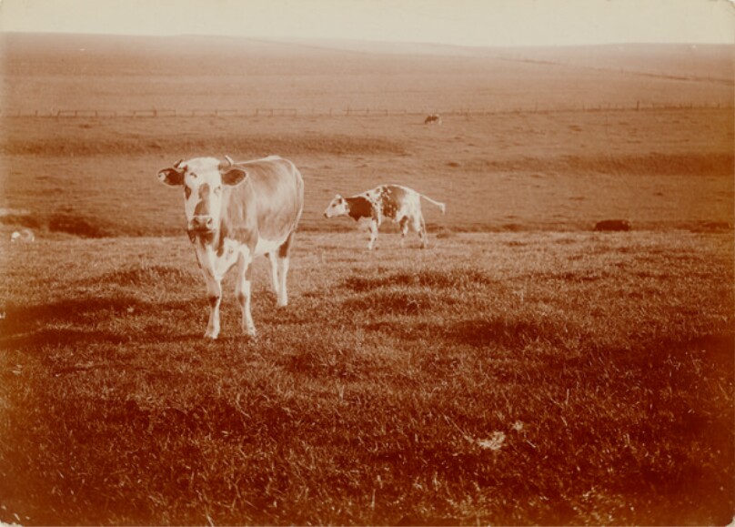 [Cow and calf]