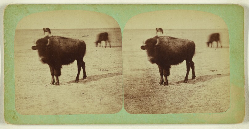 [Four Year Old Buffalo]