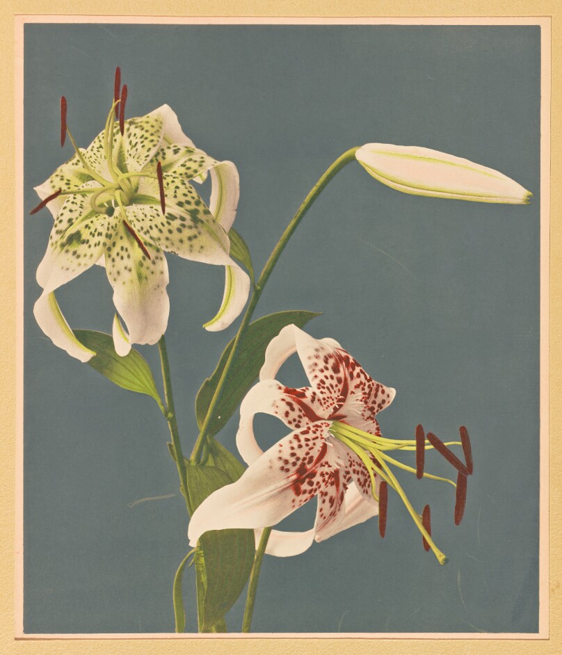 [Lilies]