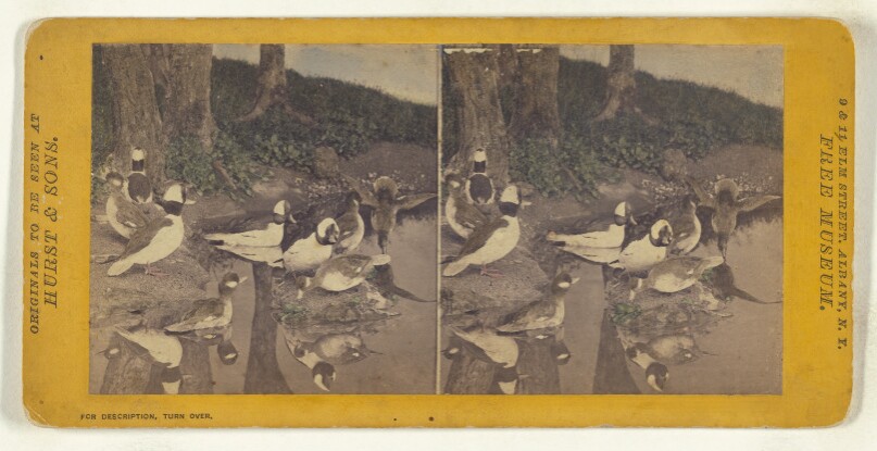 Class II, Order VI, Natatores. Family Anatidae. Buffle Headed Duck.
