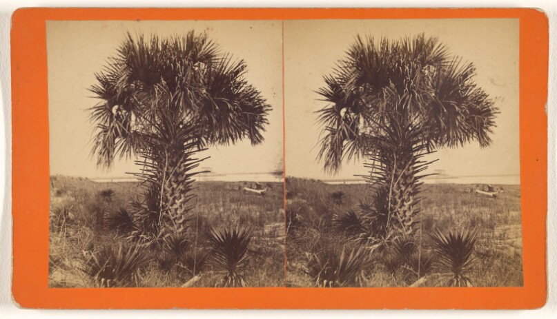 [Palmetto.]