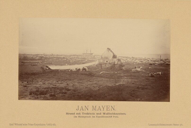 Jan Mayen, Strand mit Treibholz und Walfischknochen. (Im Hintergrunde des Expeditionsschiff Pola)