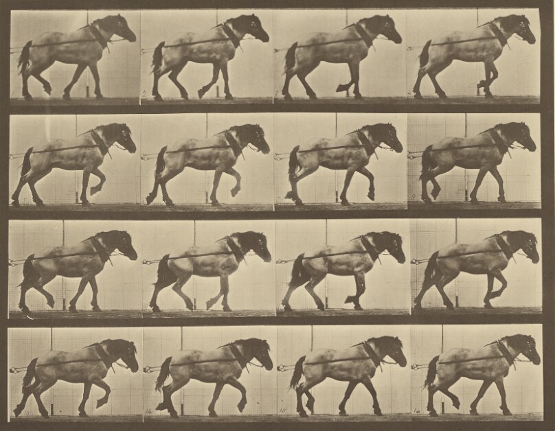 Animal Locomotion