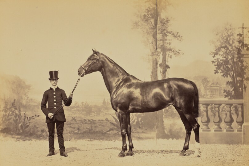 Jument de selle de la Princesse de Metternich